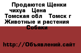 Продаются Щенки чихуа › Цена ­ 20 000 - Томская обл., Томск г. Животные и растения » Собаки   